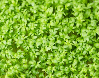 Op de afbeelding: Een close-up afbeelding van een bedje met felgroene kresse, met de delicate bladeren en stengels.