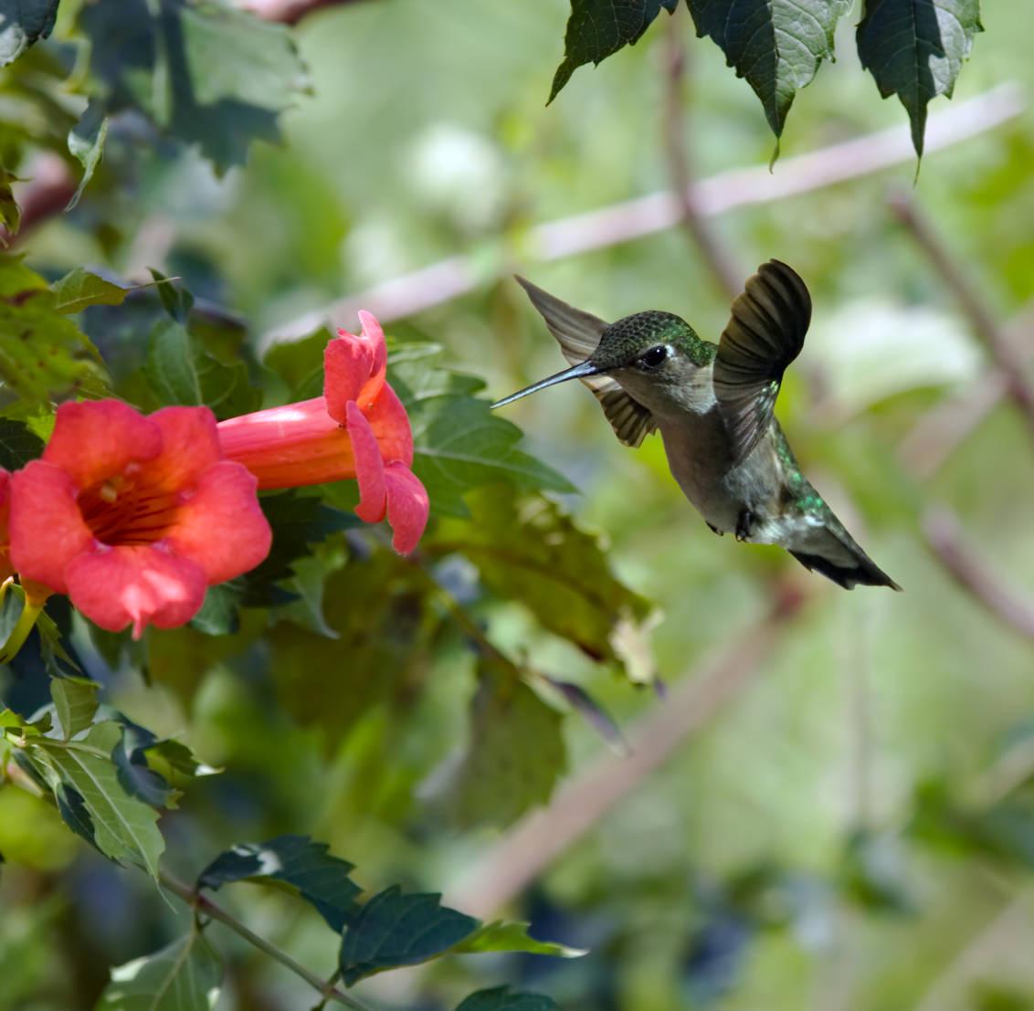 Hummingbird Trumpet Creeper Vine Campsis Radicans Seeds, Tracking Included, Flower Seeds Packet, Gardening Gift, Nature Lover Gift