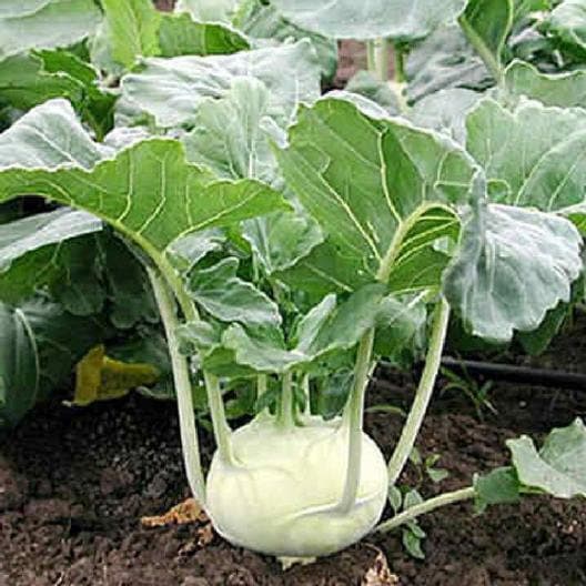 White Vienna Kohlrabi Seeds Non-GMO Heirloom, Tracking Included, Heirloom