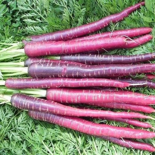 Cosmic Purple Carrot Seeds Non-GMO, Tracking Included, Heirloom Vegetable