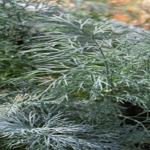 a close up of a plant with green leaves