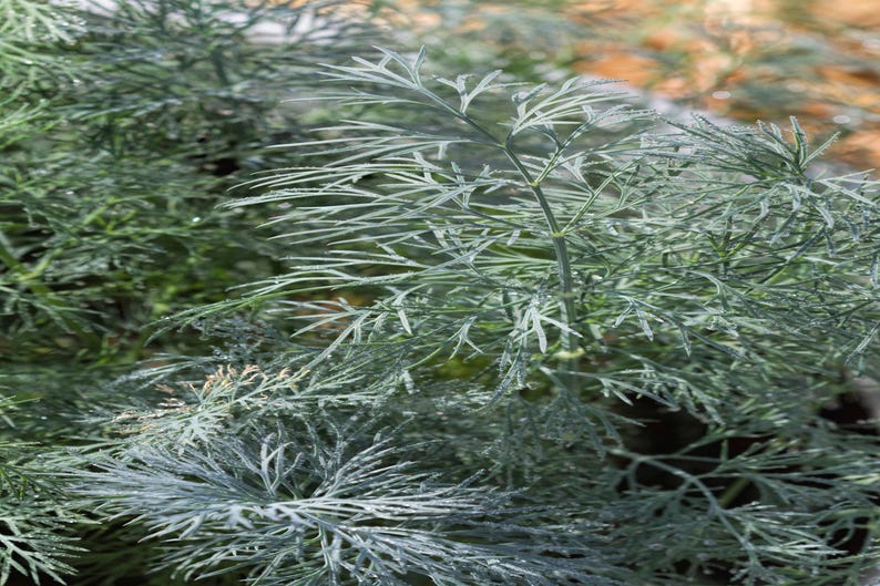 a close up of a plant with green leaves