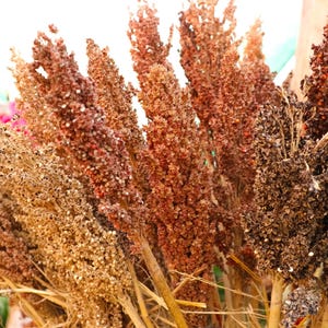 May include: A bunch of dried sorghum stalks in various shades of brown, red, and black. The stalks are arranged in a bouquet-like fashion.