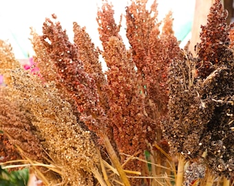 May include: A bunch of dried sorghum stalks in various shades of brown, red, and black. The stalks are arranged in a bouquet-like fashion.