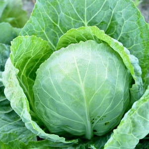 May include: A close-up of a large, green cabbage with visible leaves. The cabbage is fresh and has a smooth, slightly wet surface.