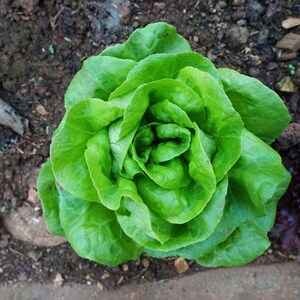 a close up of a green leafy plant on the ground