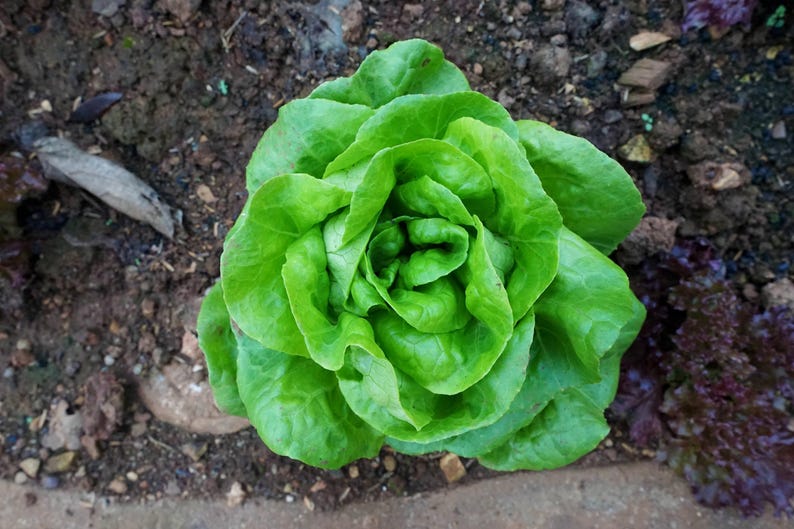 a close up of a green leafy plant on the ground
