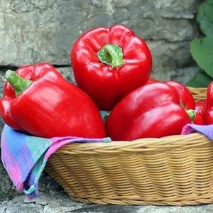 100 Big Red Sweet Bell Pepper Seeds Non-Gmo, Heirloom Free Shipping Usa Seller