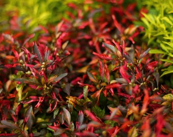 May include: A close-up of a patch of red and green foliage. The leaves are small and have a pointed shape. The foliage is dense and lush.