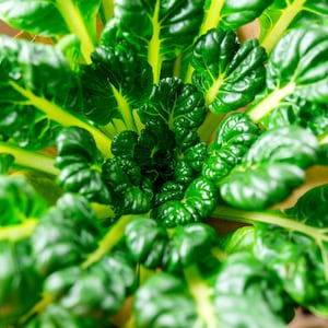 a close up of a green leafy plant