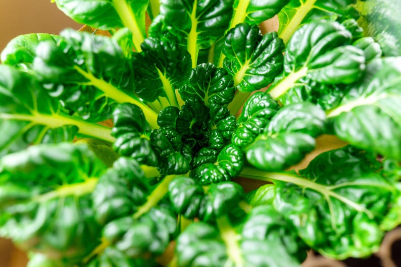a close up of a green leafy plant
