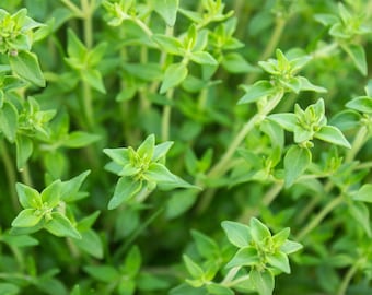 Thyme Common Herb Seeds, Thymus vulgaris Seeds, Tracking Included, Gardening Seeds, Herb Garden Supplies