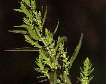 May include: A close-up of a green plant with small, light green flowers. The plant has a long, slender stem and many leaves.