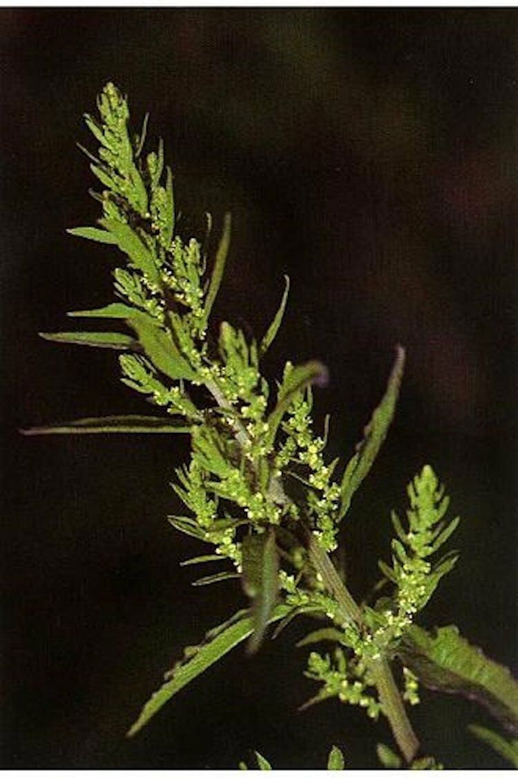 Authentic Epazote Seeds Mastruz Chenopodium Ambrosioides Mexican Herb, Tracking