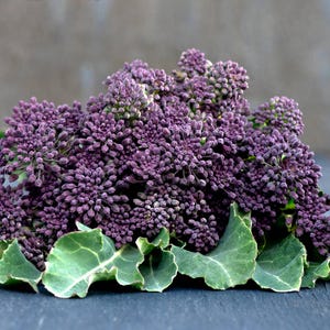 Heirloom Purple Sprouting Broccoli Seeds with Tracking, Non-GMO, Garden Planting. Gift idea.