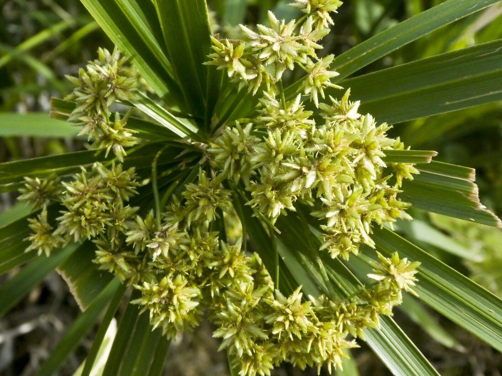 Lovage Seeds Levisticum Officinale, Shipped with Tracking, Herb Garden Seeds