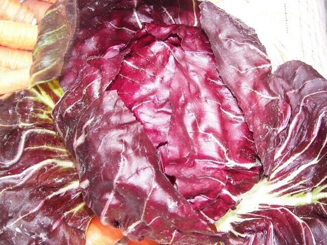 Palla Rosa Radicchio Seeds, Non-GMO Heirloom Variety, Tracking Included