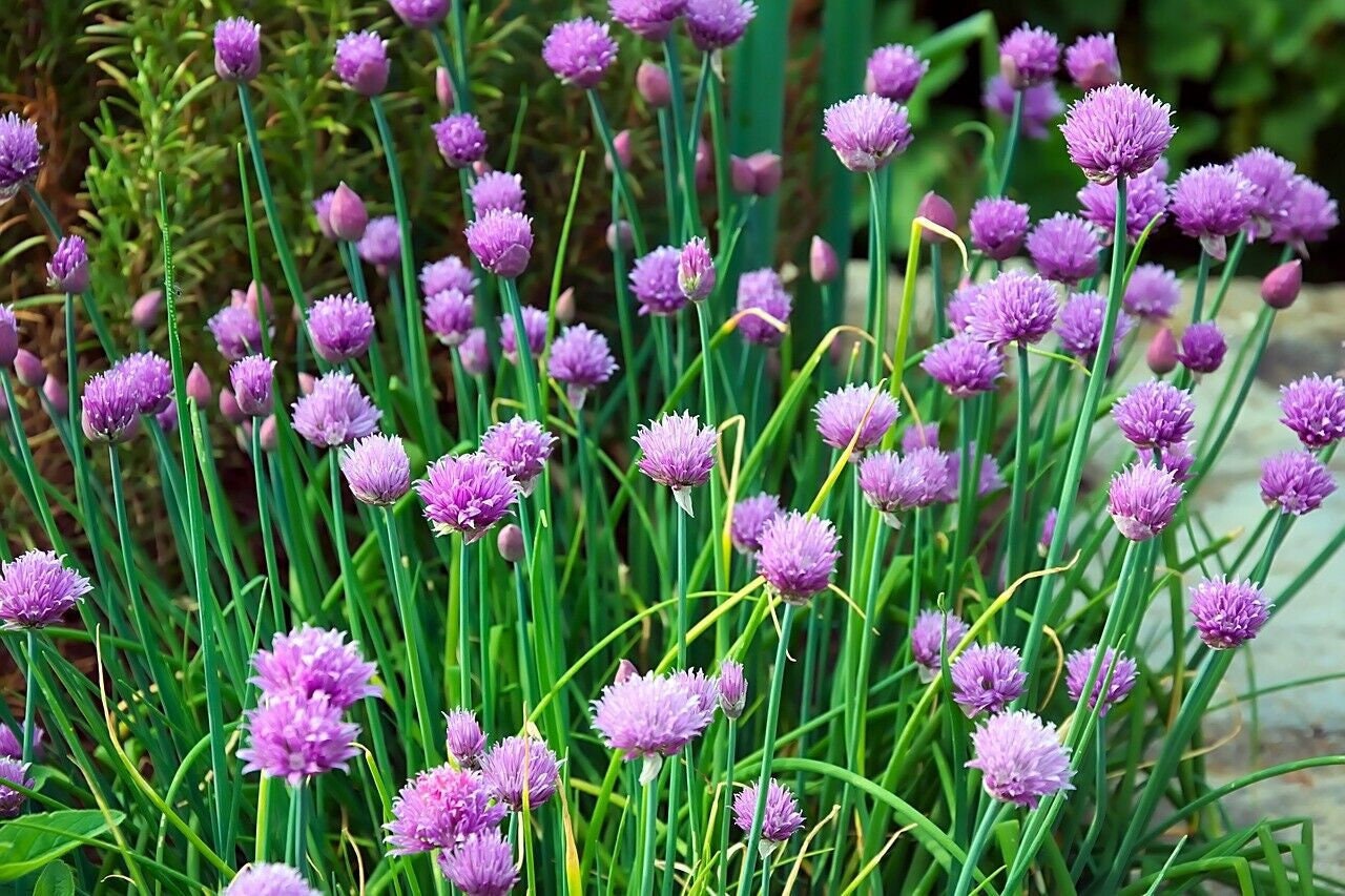 Chives Seeds Allium Schoenoprasum Non-GMO, Herb Garden Seeds, With Tracking