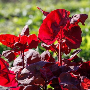 May include: A close-up of a red amaranth plant with large, vibrant leaves. The plant is growing in a garden setting.