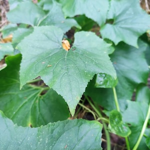 a close up of a green plant with leaves