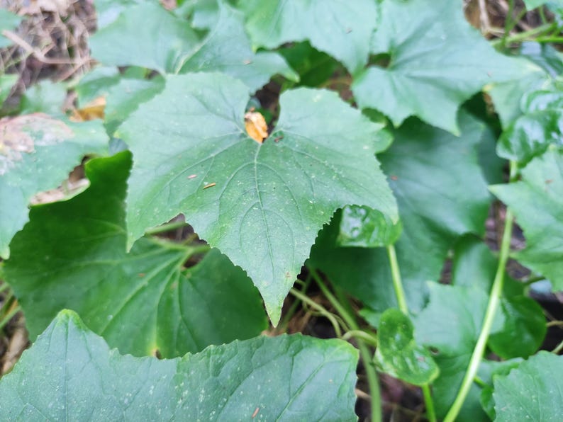 a close up of a green plant with leaves