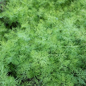 a close up of a bunch of green plants