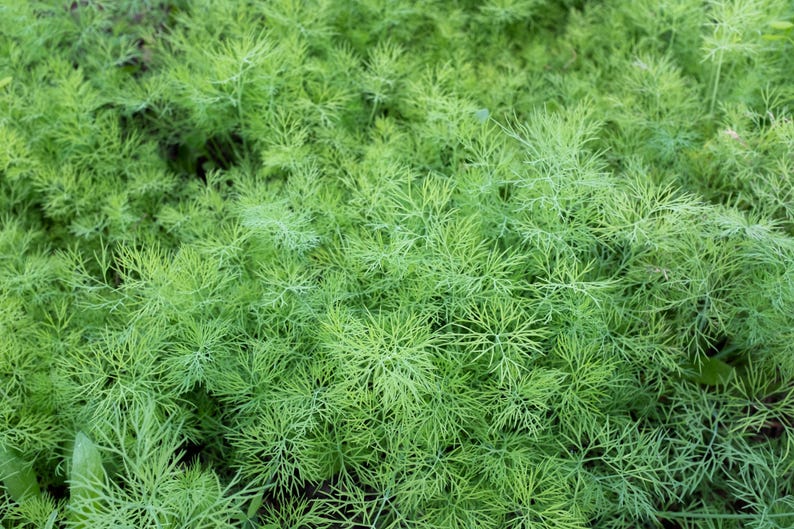 a close up of a bunch of green plants