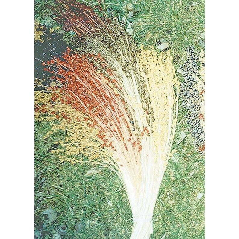 Multicolor Broom Corn Seeds with Tracking, Non-GMO Heirloom, Heirloom Seeds