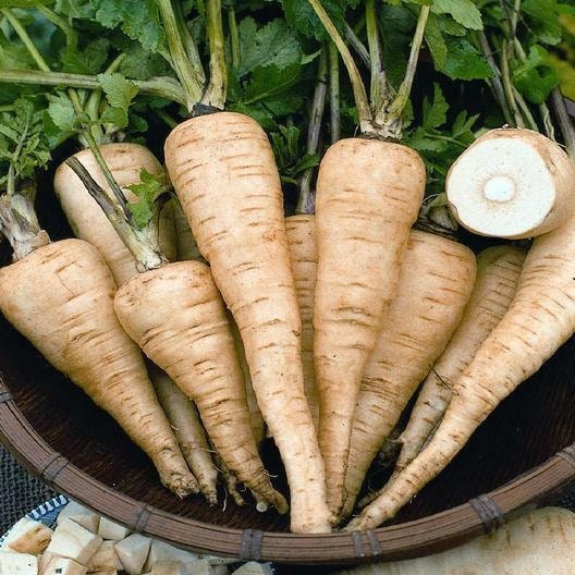 All American Parsnip Non-GMO Seeds, Shipping with Tracking, Garden Planting