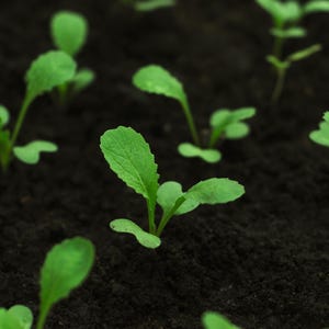 a group of small green plants growing out of the ground