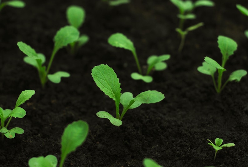 a group of small green plants growing out of the ground