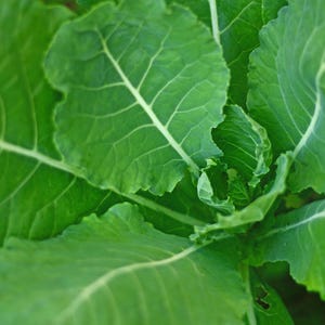 Kale Portuguese Seeds Couve Tronchuda Non-GMO Heirloom, Tracking Included, Urban Gardening, Heirloom Seeds