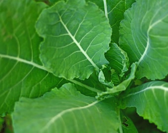 May include: Close-up of vibrant green leafy plant. The leaves have prominent veins and a slightly ruffled texture. The image highlights the natural patterns and textures of the plant, showcasing its fresh, healthy appearance.