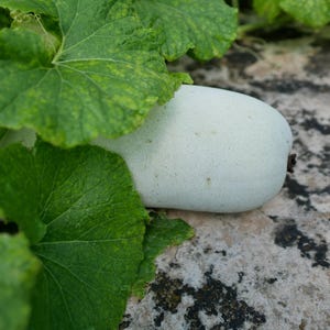 a white pill sitting on top of a leaf covered ground
