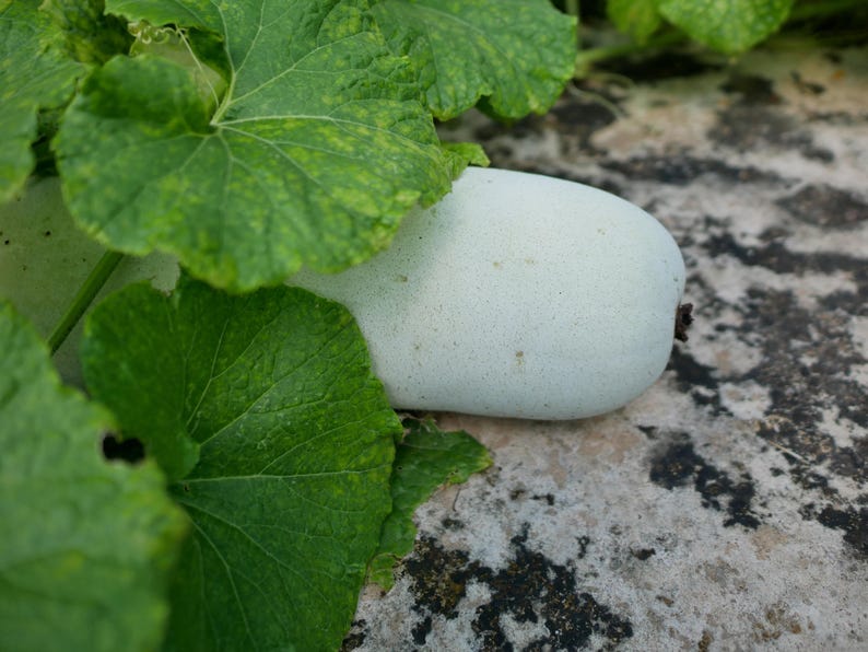 a white pill sitting on top of a leaf covered ground