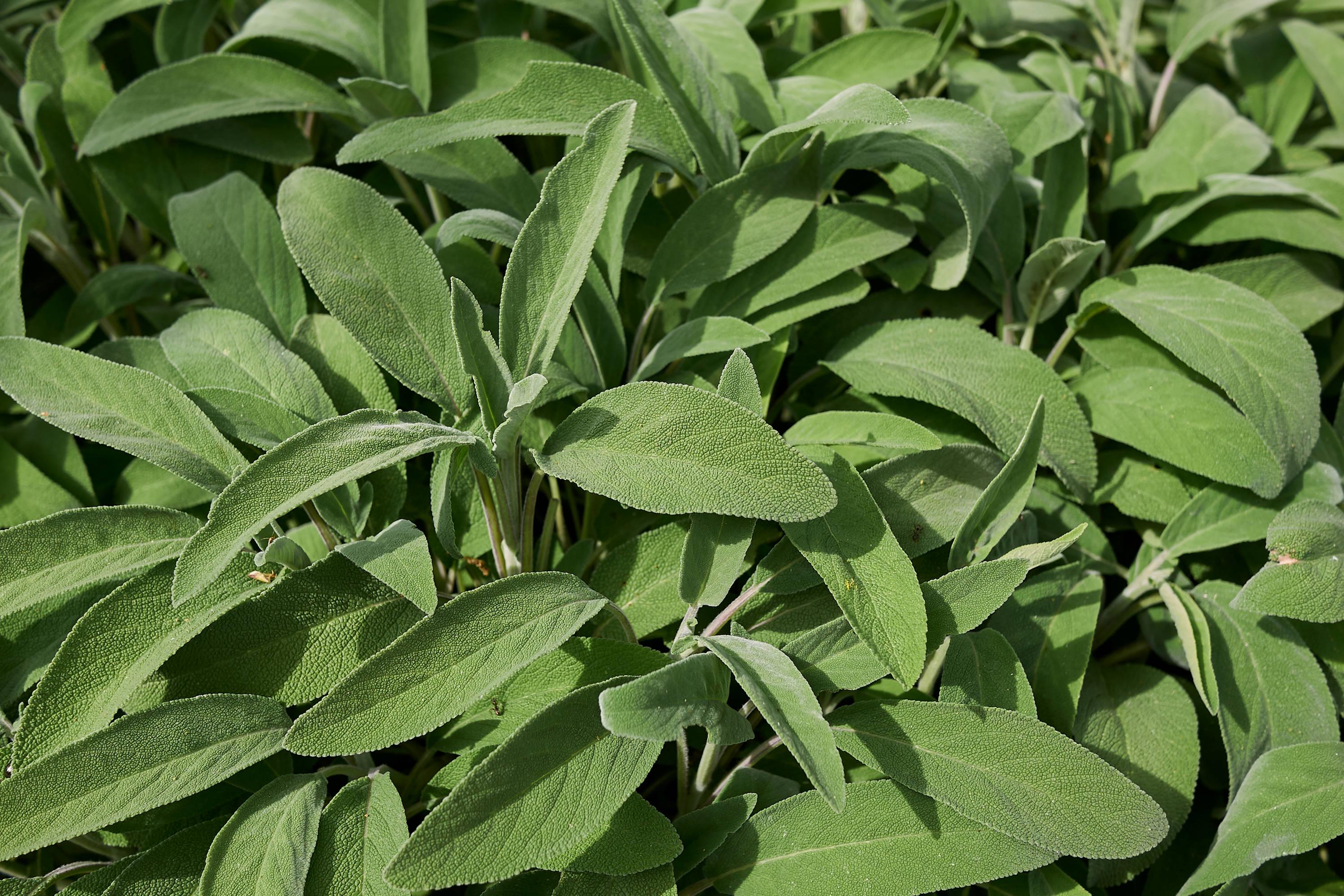 Non-gmo Broadleaf Sage Seeds With Tracking, Backyard Herb Seeds ...
