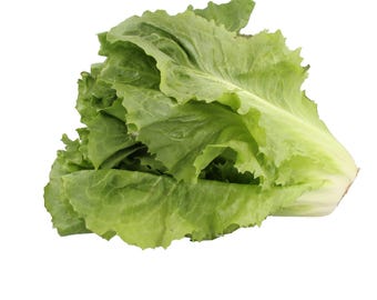 Sugar Loaf Endive Seeds Non-GMO Heirloom, Tracking Included, Urban Gardening, Heirloom Seeds, Garden Gift