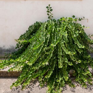 a pile of green leaves sitting on top of a sidewalk
