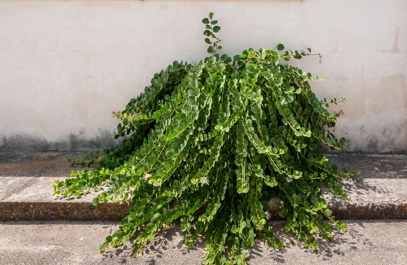 a pile of green leaves sitting on top of a sidewalk