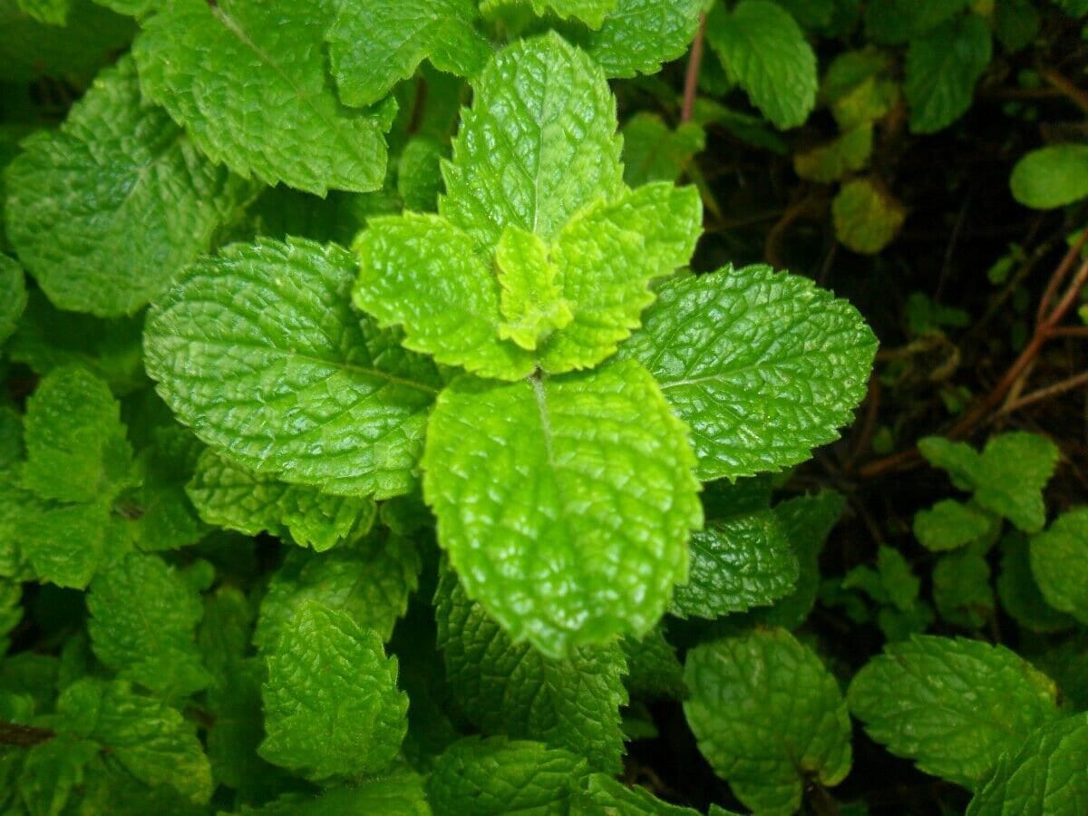 Mentha Spicata Spearmint Seeds, Grow Your Own Mint Plants, Tracking Included
