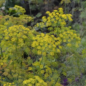 a bunch of yellow flowers in a field