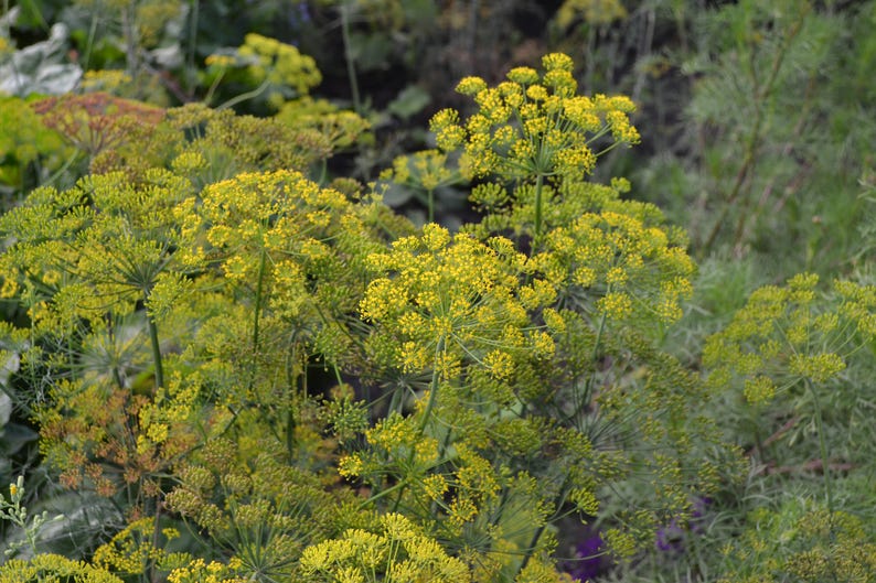 a bunch of yellow flowers in a field
