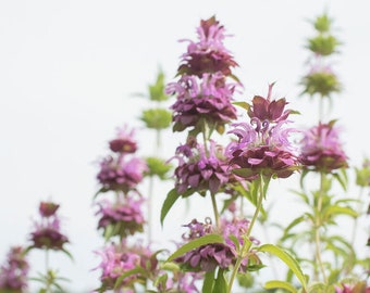2000 Lemon Mint Seeds Non-GMO Culinary Herb Seeds Free Shipping USA Seller