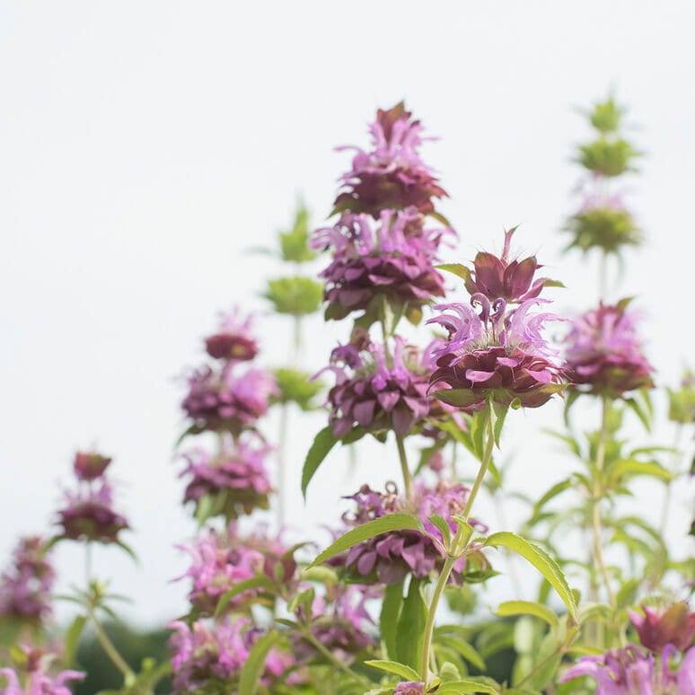 Lemon Mint Seeds Non-GMO Culinary Herb, Herb Seeds with Tracking