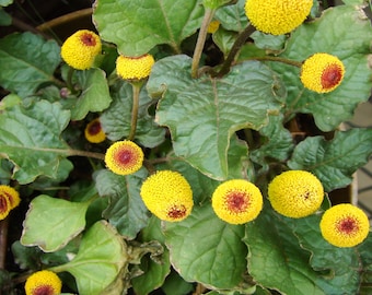 Paracress Seeds Medicinal Herb, Toothache Plant, Tracking Included, Herbal Plant Seeds
