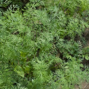 a close up of a plant with green leaves