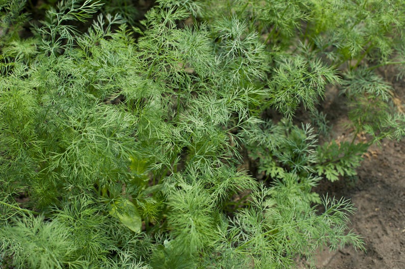 a close up of a plant with green leaves