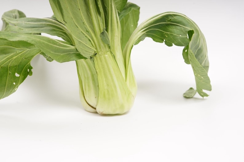 a close up of a leafy plant on a white surface