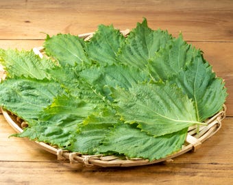 Green Shiso Seeds with Tracking, Japanese Perilla Seeds, Herb Seeds, Gardening Supply, Kitchen Garden Seeds