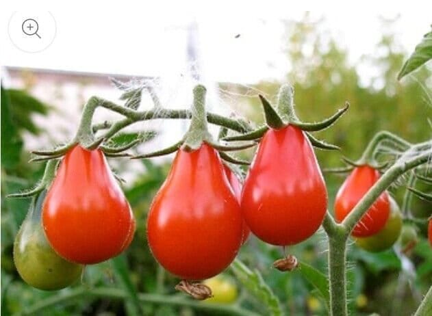 Red Pear Tomato Seeds Heirloom Non-GMO, Flavorful Variety, Tracking Included